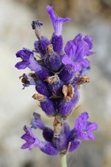 English lavender (Lavandula angustifolia)