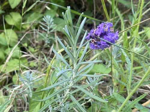 English lavender (Lavandula angustifolia)
