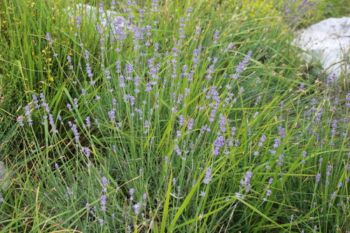 English lavender (Lavandula angustifolia)