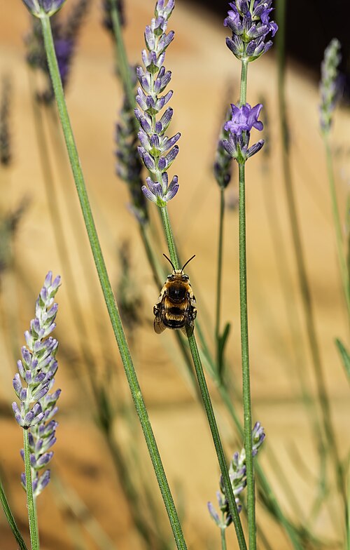 English lavender: en:Bombus pascuorum on Lavandula angustifolia