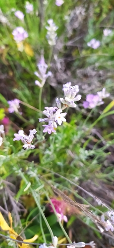 English lavender (Lavandula angustifolia)