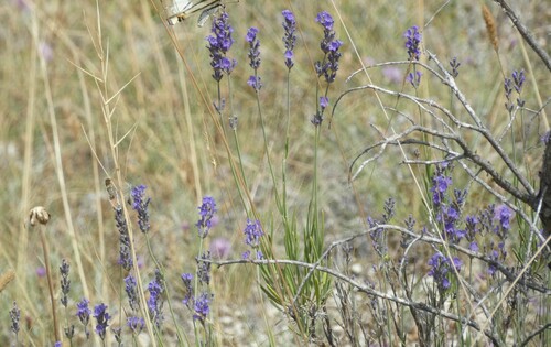 English lavender (Lavandula angustifolia)
