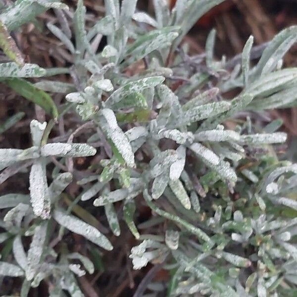English lavender (Lavandula angustifolia)