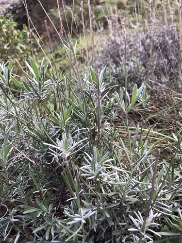 English lavender (Lavandula angustifolia)