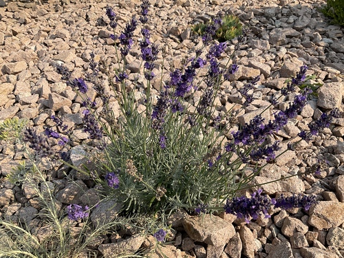 English lavender (Lavandula angustifolia)