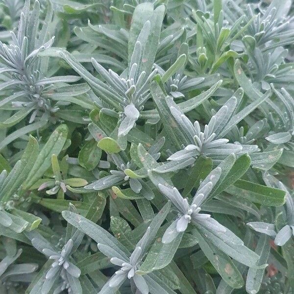 English lavender (Lavandula angustifolia)
