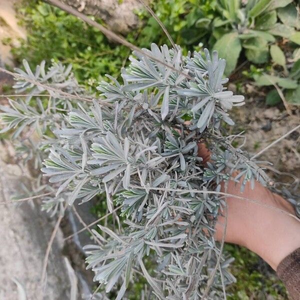 English lavender (Lavandula angustifolia)