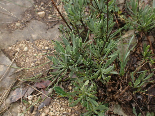 Broadleaved lavender (Lavandula latifolia)