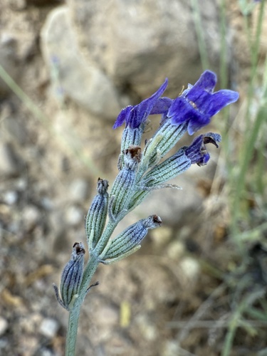 Broadleaved lavender (Lavandula latifolia)
