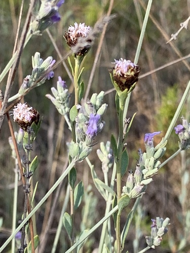 Broadleaved lavender (Lavandula latifolia)