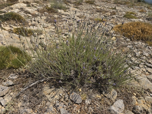 Broadleaved lavender (Lavandula latifolia)