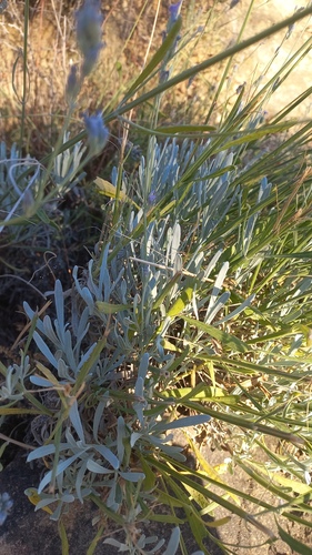 Broadleaved lavender (Lavandula latifolia)