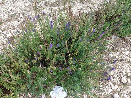 Broadleaved lavender: Lavandula latifolia (ou lavande aspic) en fleurs, fin août près de Sault