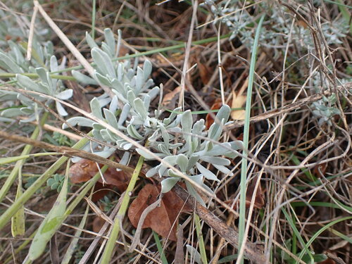 Broadleaved lavender (Lavandula latifolia)