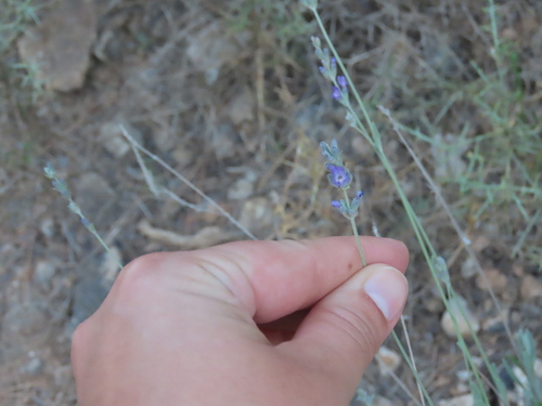 Broadleaved lavender (Lavandula latifolia)