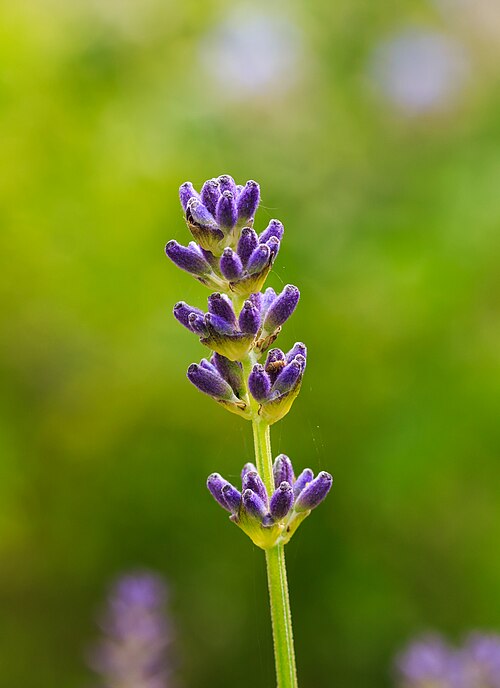 Broadleaved lavender: Lavandula latifolia . Location, The Kruidhof in the Netherlands.