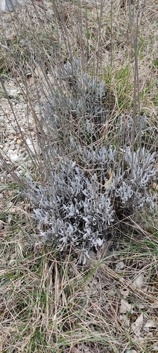 Broadleaved lavender (Lavandula latifolia)