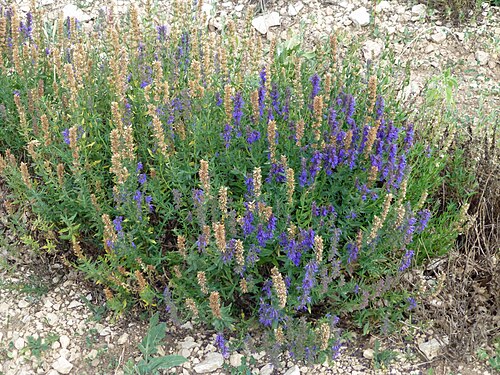 Broadleaved lavender: Lavandula latifolia (ou lavande aspic) en fleurs, fin août près de Sault