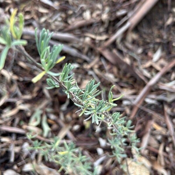 French lavender (Lavandula stoechas)