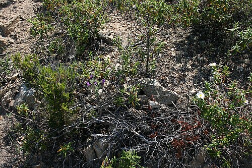 French lavender: Cistus monspeliensis and Lavandula stoechas in the garrigue of Corsica.