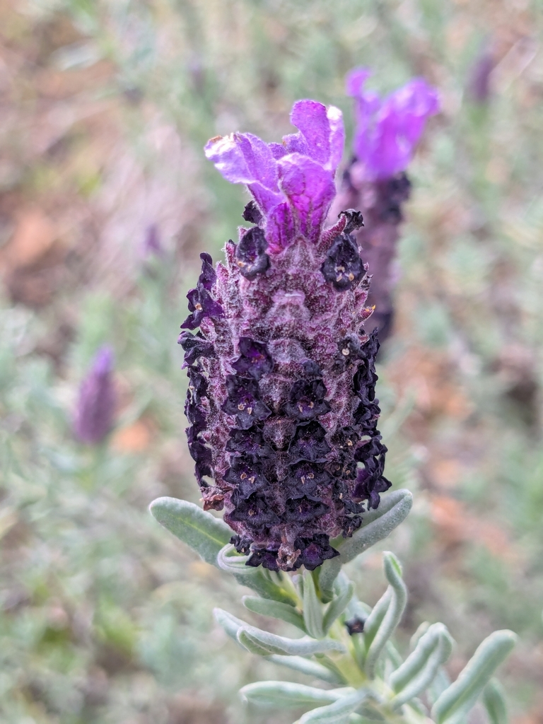 French lavender (Lavandula stoechas)