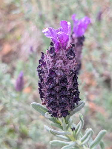 French lavender
