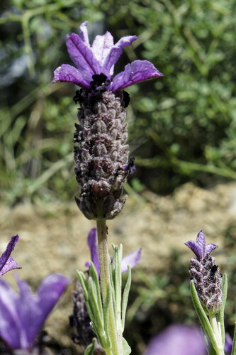 French lavender (Lavandula stoechas)