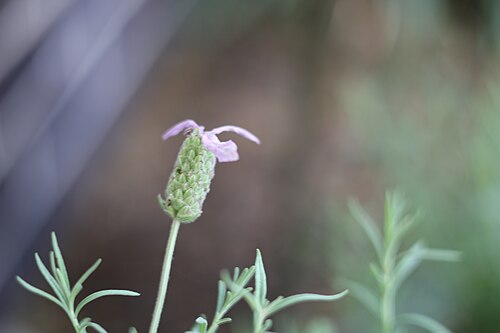 French lavender: Lavandula stoechas in a garden in Reservoir, Victoria