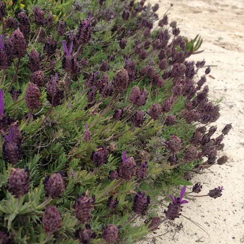 French lavender (Lavandula stoechas)