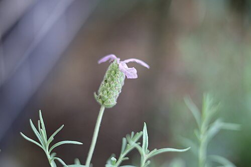French lavender: Lavandula stoechas in a garden in Reservoir, Victoria