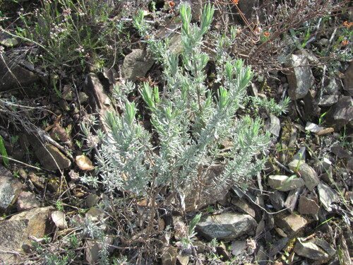 French lavender (Lavandula stoechas)