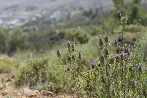 French lavender (Lavandula stoechas)