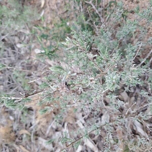 French lavender (Lavandula stoechas)