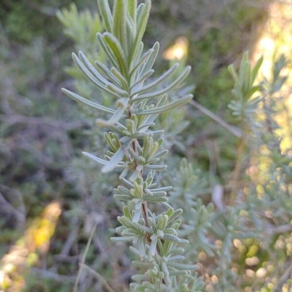 French lavender (Lavandula stoechas)