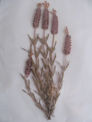 French lavender (Lavandula stoechas)