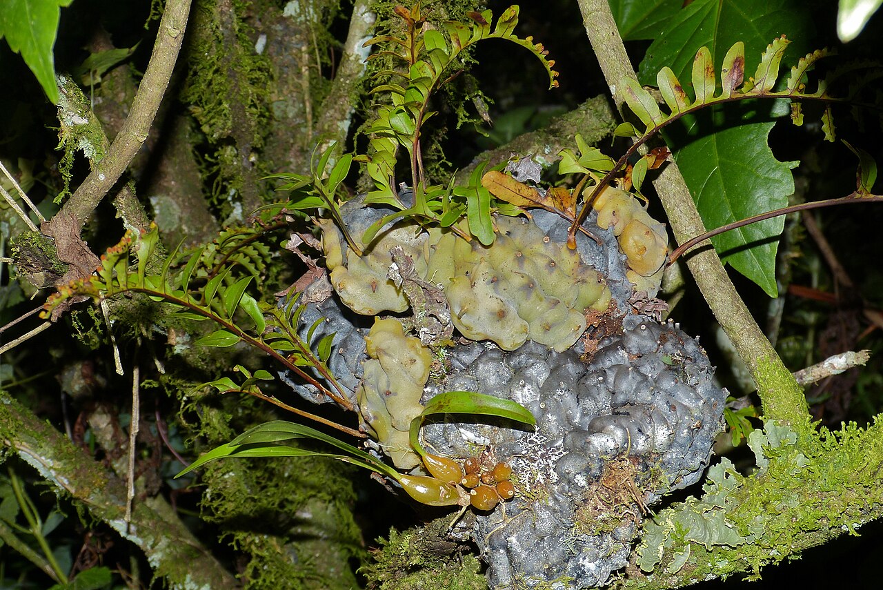 Lecanopteris carnosa: Brinchang, Cameron Highlands, Pahang, MALAYSIA
