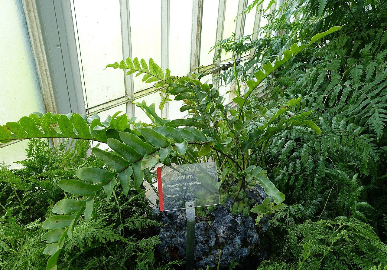 Lecanopteris celebica: Botanical specimen in Wilhelma Zoo - Stuttgart, Germany.
