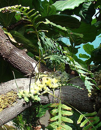 Lecanopteris deparioides: So labelled at the Matthaei Gardens, although an "unresolved" name. The genus is of southeast Asian epiphytic ferns with swollen bases to house protective ants.