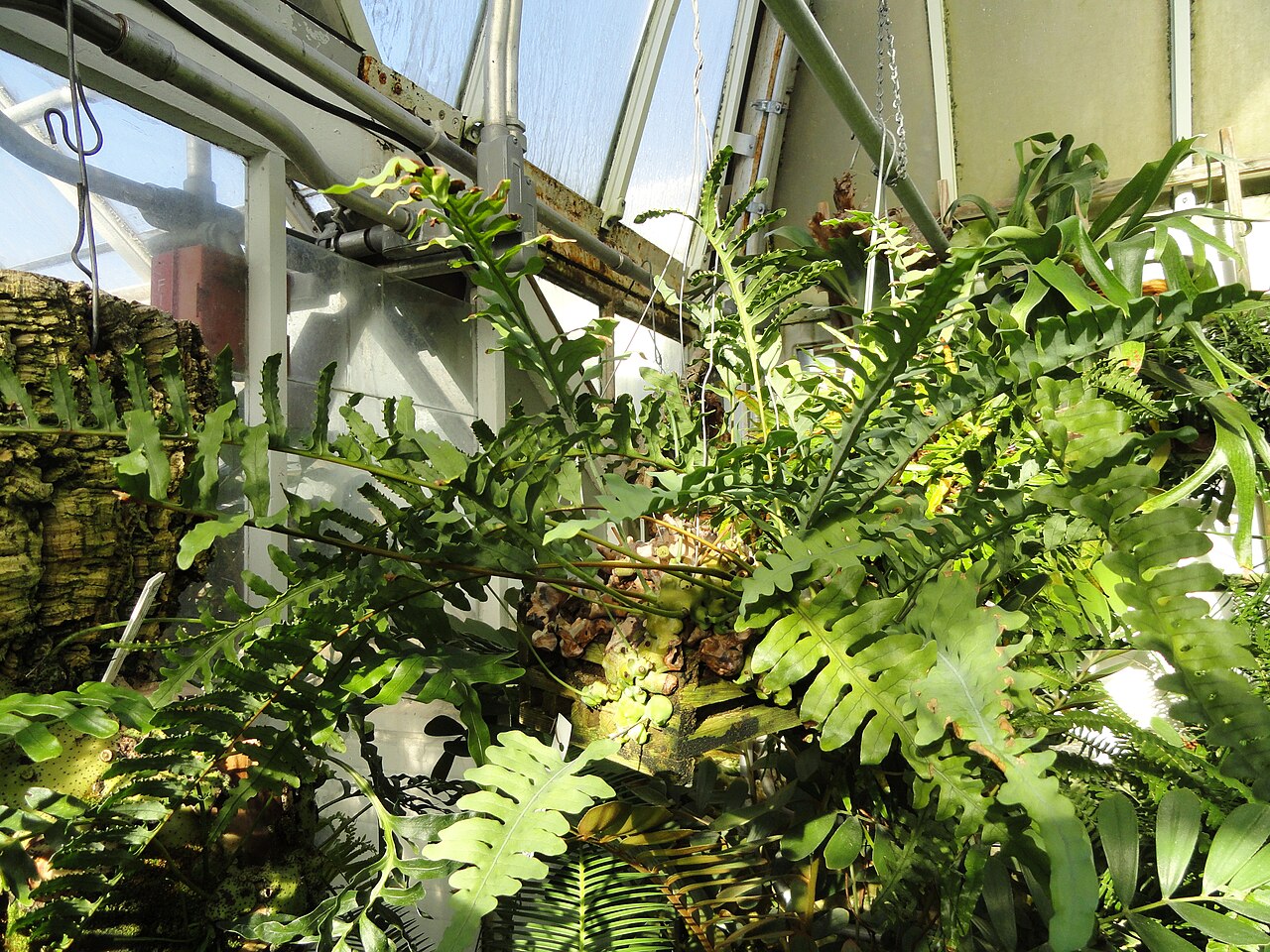 Lecanopteris deparioides: Botanical specimen in the Lyman Plant House, Smith College, Northampton, Massachusetts, USA.