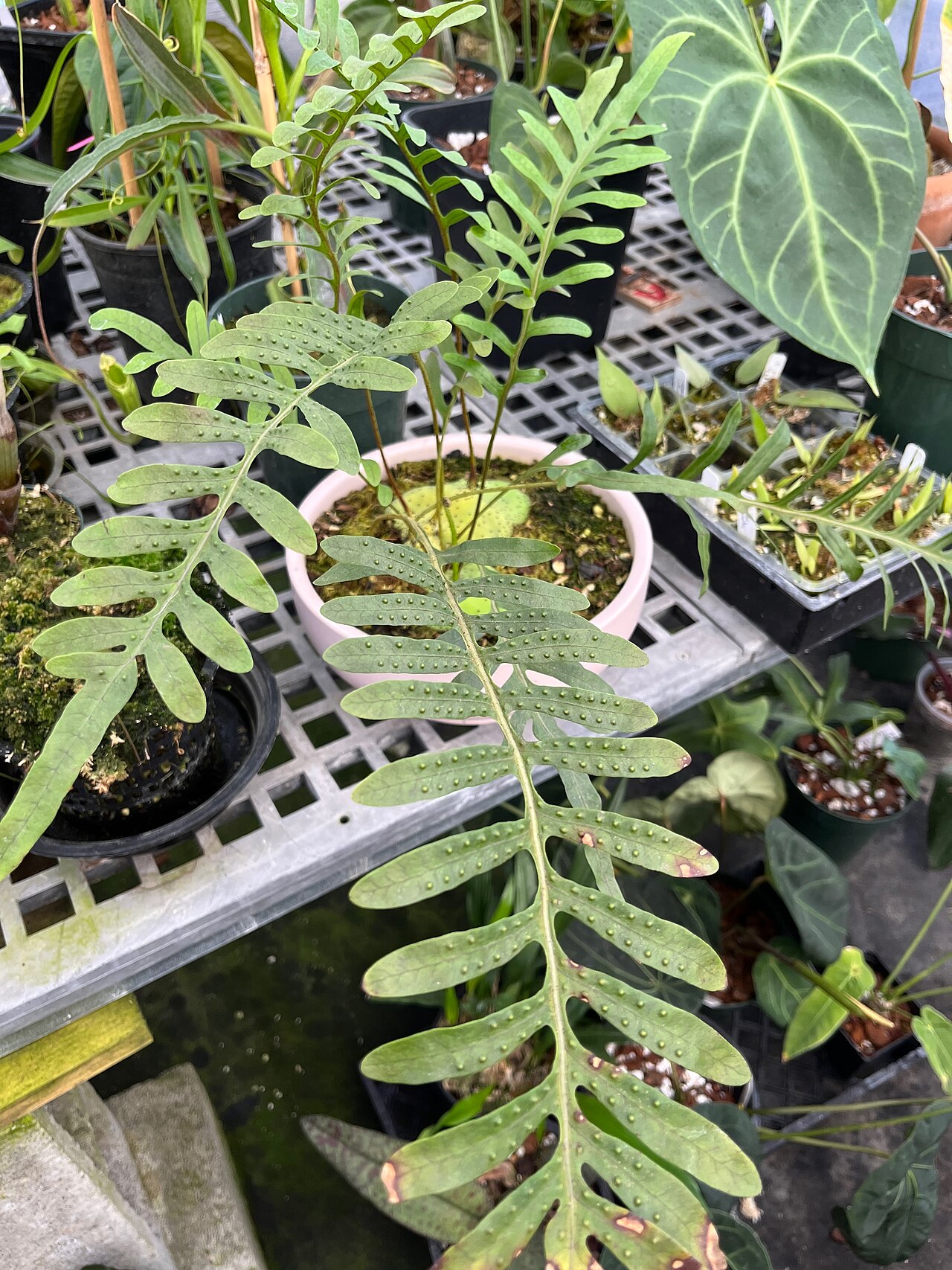 Lecanopteris mirabilis: Lecanopteris mirabilis (foreground) growing in a greenhouse