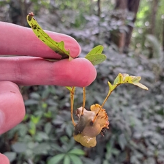 Lecanopteris pumila (Lecanopteris pumila)