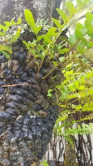 Lecanopteris pumila (Lecanopteris pumila)