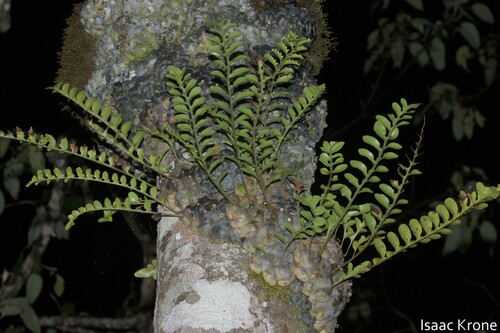 Lecanopteris pumila (Lecanopteris pumila)