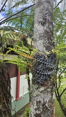 Lecanopteris pumila (Lecanopteris pumila)