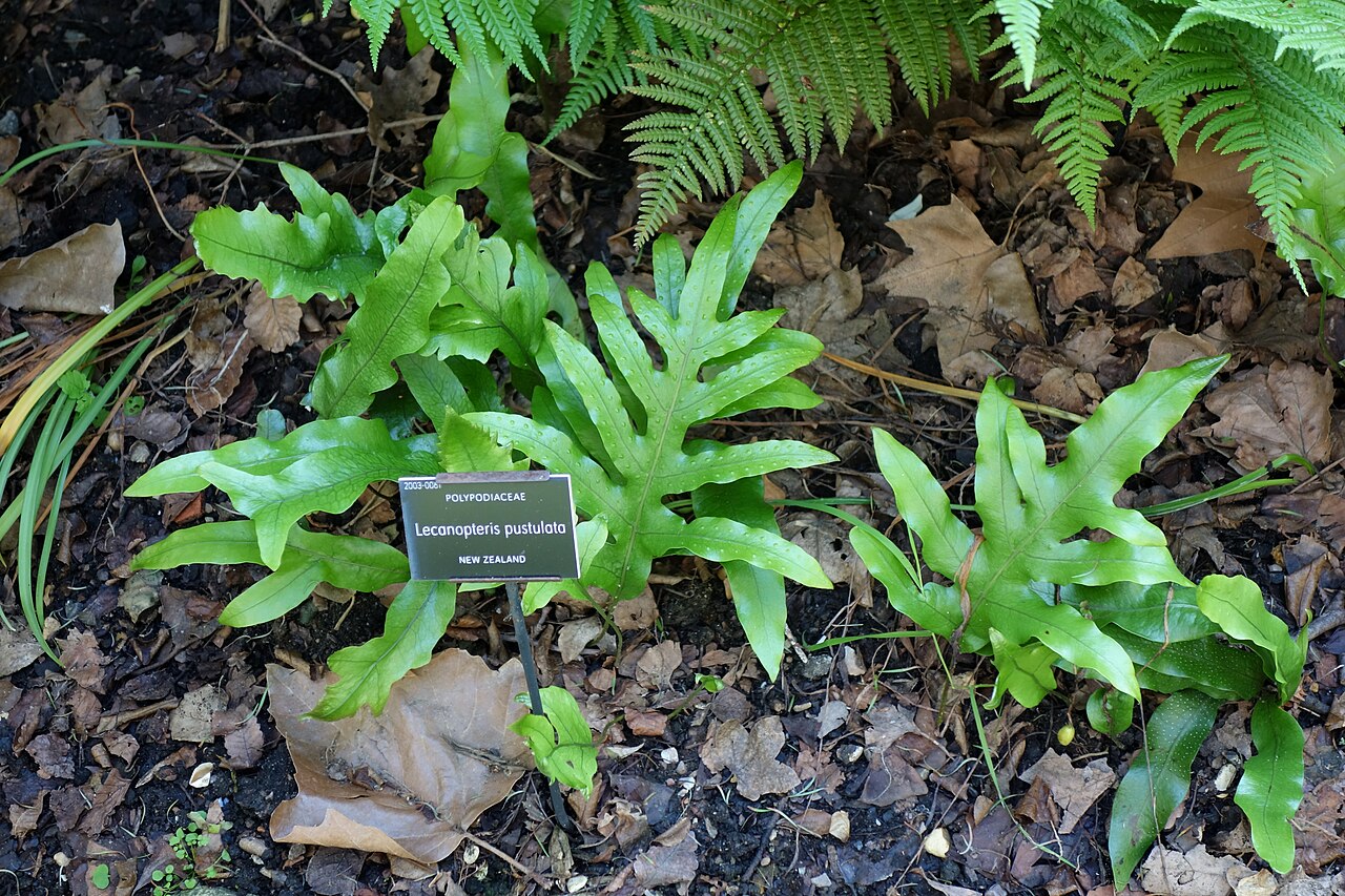 Lecanopteris pustulata: Specimens in the Chelsea Physic Garden, London, England.