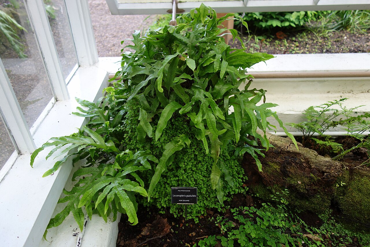Lecanopteris pustulata: Specimens in the Chelsea Physic Garden, London, England.