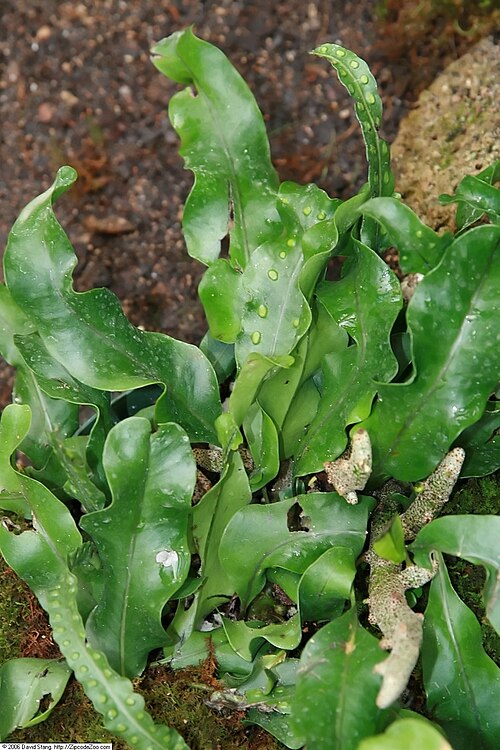 Lecanopteris sinuosa: Location taken: United States Botanic Garden. Names: Lecanopteris sinuosa (Wall. ex Hook.) Copel. Classification: Plantae > Pteridophyta > Polypodiopsida > Poly