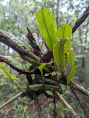 Lecanopteris sinuosa (Lecanopteris sinuosa)