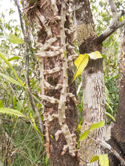 Lecanopteris sinuosa (Lecanopteris sinuosa)