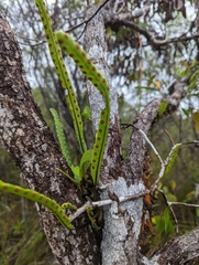 Lecanopteris sinuosa (Lecanopteris sinuosa)